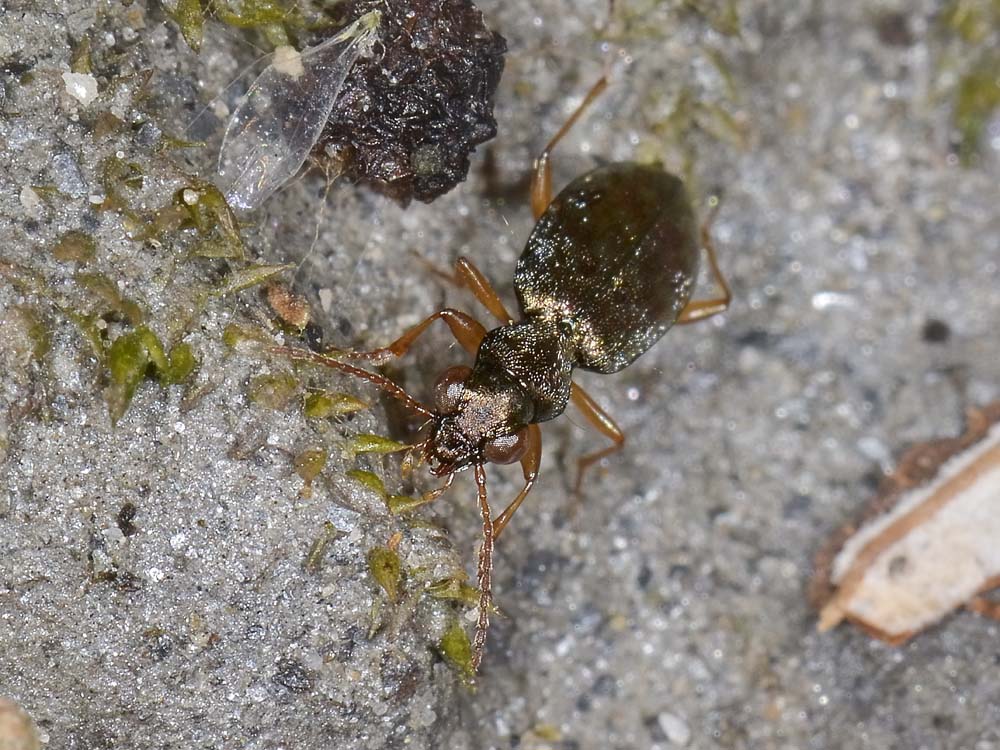 Asaphidion ..ma quali? A. austriacum